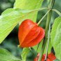 120 Seeds Rare Physalis alkekengi Red Chinese Lantern Bladder Cherry Middle Fruit