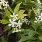 10 Seeds Trachelospermum Jasminoides Flower