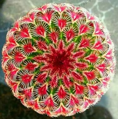 200 Seeds Egg Succulents Bonsai Echinopsis Tubiflora Cactus Flores