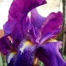 10 Seeds Canna Seeds Plants Indoor Outdoor Pot Flower