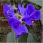 10 Seeds Canna Seeds Plants Indoor Outdoor Pot Flower