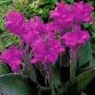 10 Seeds Canna Seeds Plants Indoor Outdoor Pot Flower