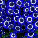 50 Seeds Rare Blue Daisy