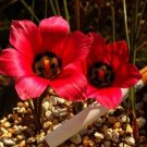 3 Seeds Rare Romulea amoena Seeds South African Crocus