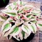 150 Seeds Beautiful Hosta Plants