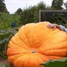 20 Seeds Super Large Pumpkin