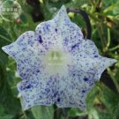 50 Seeds 6 Types Of Ipomoea Nil Morning Glory Flower