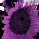 40 Seeds Big Sunflowers Flowers with Black Centre Ornamental Plant