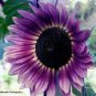 40 Seeds Big Sunflowers Flowers with Black Centre Ornamental Plant