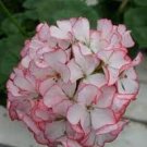 10 Seeds Geranium White-to-light pink Hydrangea-typed Bonsai Flowers