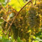 100 Seeds LaCrescent Golden Brown Grape