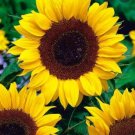 25 Seeds Ornamental Sunflower Seed Garden Flower High Germination