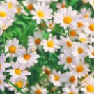 20 Seeds Chamomile German Herbals Flowers Chrysanthemum