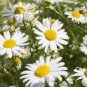 20 Seeds Chamomile German Herbals Flowers Chrysanthemum