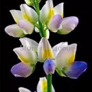 20 Seeds Heirloom Yellow Blue White Lupine Flowers