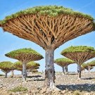 10 seeds Dragon Blood Tree (Dracaena cinnabari Balf)