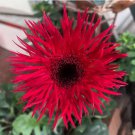 100 Seeds Rose Red Gerbera Spider Daisy Double Flowers