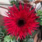 100 Seeds Rose Red Gerbera Spider Daisy Double Flowers