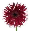 1000 Seeds Rose Red Gerbera Spider Daisy Double Flowers