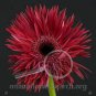 1000 Seeds Rose Red Gerbera Spider Daisy Double Flowers