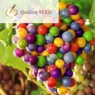 15 Seeds New Rare Rainbow F5 Hybrid Grape Seedling