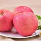 10 Seeds Bonsai Apple Tree Seeds Garden Yard Outdoor Living Fruit Plant