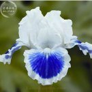 20 Seeds Rare 'Louis' Iris Tectorum Flower