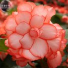 30 Seeds Begonia Semper Bonsai Flower