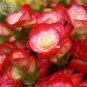30 Seeds Begonia Semper Bonsai Flower