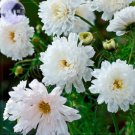 50 Seeds Cosmos Coreopsis Double Petals Dark Red White Pink Hybrid Mix Perennial Flower