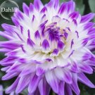 50 Seeds Rare Purple White Perennial Dazzling Dahlia Flowers