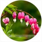 5 Seeds Red Lamprocapnos spectabilis Bleeding-Heart Plant Flower