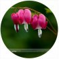 5 Seeds Red Lamprocapnos spectabilis Bleeding-Heart Plant Flower