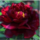 5 Seeds Blackish Red Peony Plant Flower