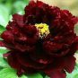 5 Seeds Blackish Red Peony Plant Flower