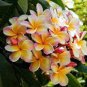 100 Seeds Garden Plumeria