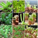 100 Seeds Imported New Zealand Rabbit Monilaria obconica