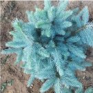 30 Seeds Colorado Blue Spruce Tree Picea pungens Fir Plant
