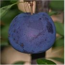 20 Seeds Black Plum Prunus 'Lydecker' Fruit