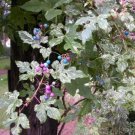 20 Seeds Variegated Porcelain Berry Vine 'Elegans' Vine Plant