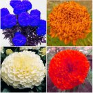 100 Seeds Tagetes erecta Purple Orange White Red Bonsai Flowers