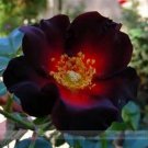 20 Seeds Santiago Black Red Rose Shrub Perennial Flowers