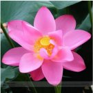 1 Seeds Red 'Peach Flower' Nelumbo Nucifera Lotus
