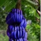 100 Seeds Dwarf Banana - Blue Skin