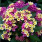 100 Seeds Lantana camara flower