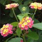 100 Seeds Lantana camara flower