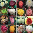 200 Seeds Genuine Flower seeds chrysanthemum