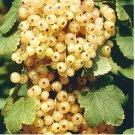 20 Seeds Fresh White Currant