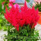 100 Seeds Fireberry False Spiraea Red Astilbe Perennial Flower