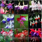 100 Seeds Fuchsia , Bonsai Hanging Flowers